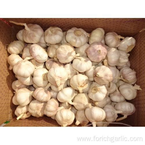 Fresh Normal White Garlic Best Quality